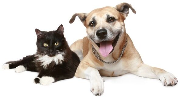 Animals are a source of parasitic infection. 