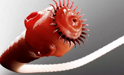 What parasites can live in the human body